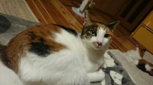 rblog-20170409094420-04.jpg