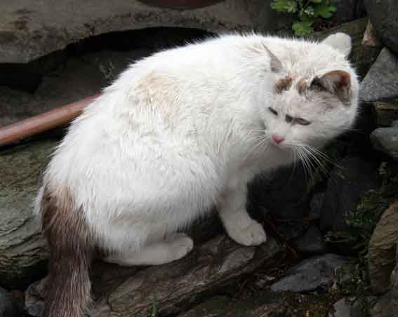 我が家のニャンコ♪2013/1/28-4