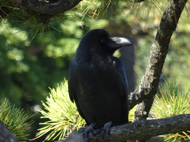 DSC07436_R.JPG