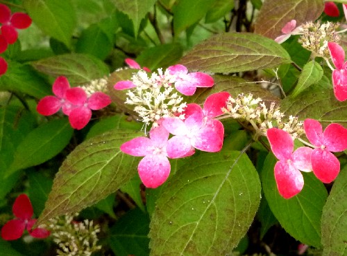 P1110435-1.JPG