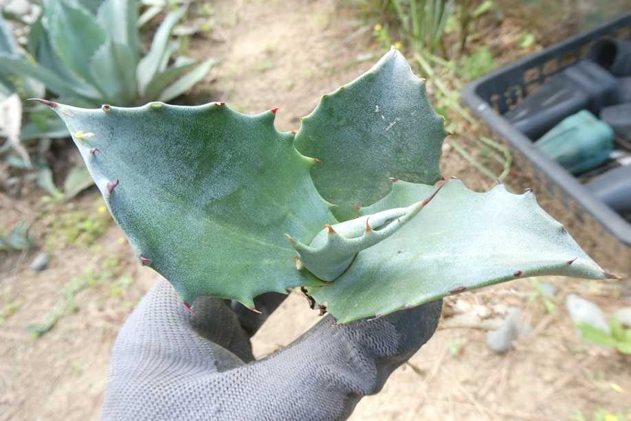 地植えアガベの様子～フェロックス”縞斑” | 小平太1098のブログ - 楽天