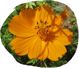 花１０黄色コスモス.jpg