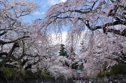 桜３