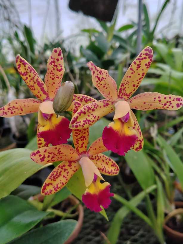 C.メロディー・フェアー' キャロル'、Clo.ジャンボ・ グローリー