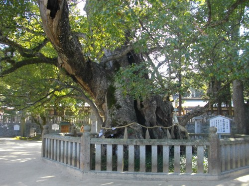 大山祇神社乎知命お手植えの楠 (500x375).jpg