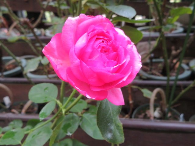 台風17号通過中とイヴ品種バラの開花途中の美しさ ばぁばの薔薇の花園 楽天ブログ