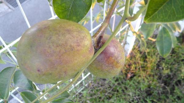 まだ色が薄いムベの実