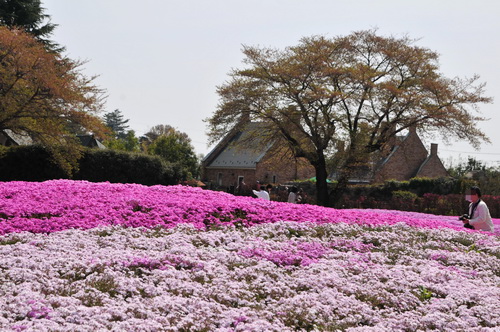 shibazakura2013_d.JPG