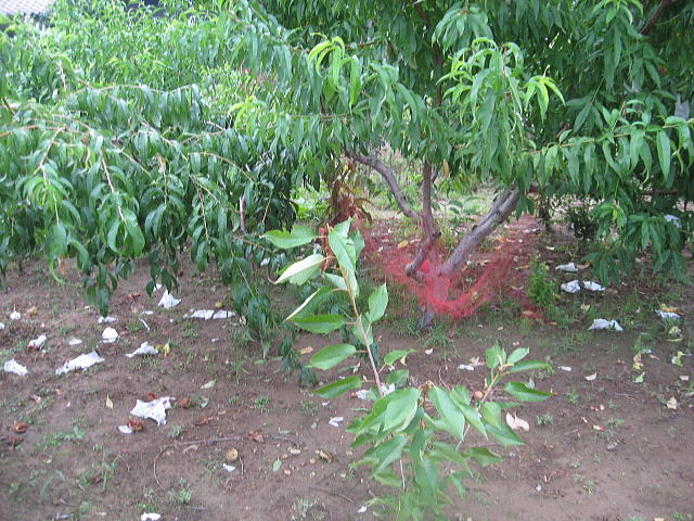 009.JPG