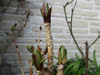 IMG_9249ss.jpg
