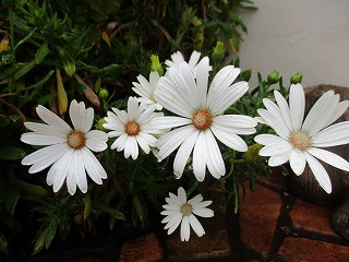 IMG_8985ss.jpg