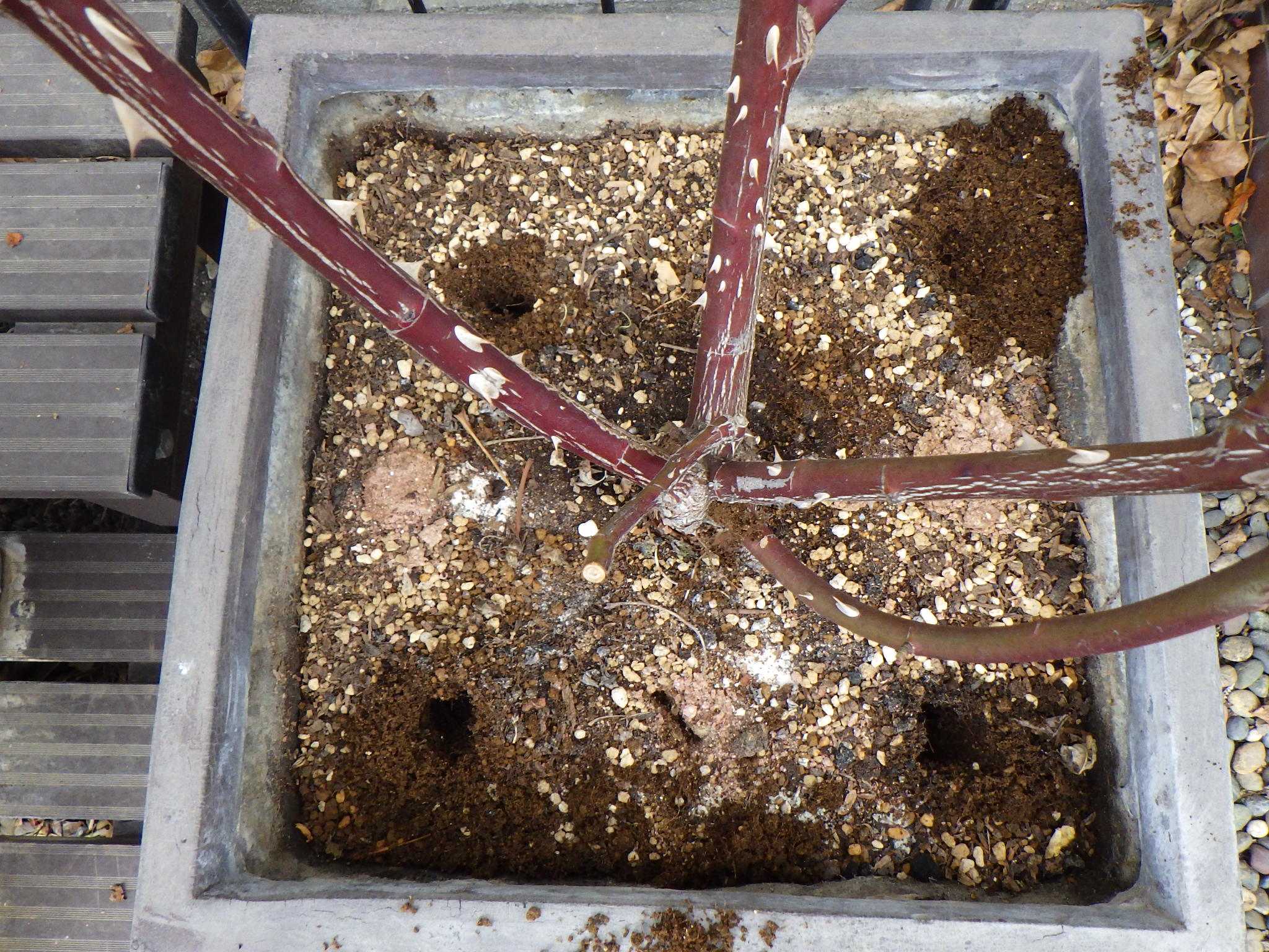 狭い場所 植え替えない大鉢の寒肥の施肥について バラを咲かせることが好き 楽天ブログ