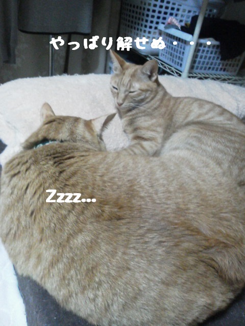 やっぱり解せない様子
