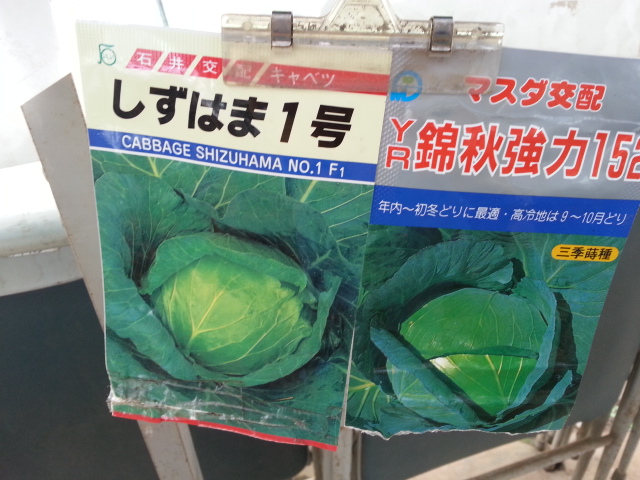20130824キャベツ.jpg