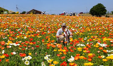 20170522ポピー畑