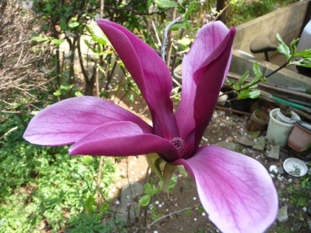 848 木蓮