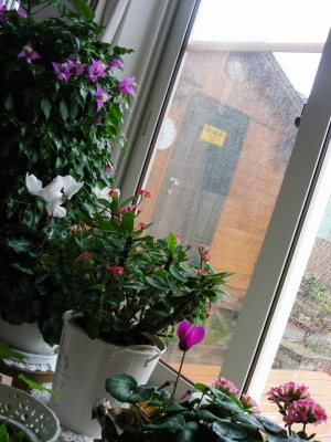 2017-05-08mado (1).JPG