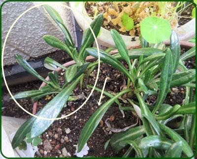 ガザニアとユリオプスデージーの増やし方 ビオラがもう終わり 狭い庭を花いっぱいにする育て方 楽天ブログ