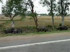 インド434.jpg