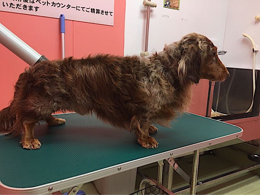 愛犬のシャンプー ぼくはレンタルシャワーでーす ひたすららすた 楽天ブログ