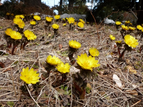 P1140813 (500x375).jpg