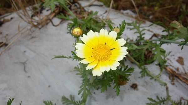 昨年の取り残しの野菜に花が咲いたよ げんそうてきなの旅行と花 一部栽培している野菜とパッチワーク 楽天ブログ