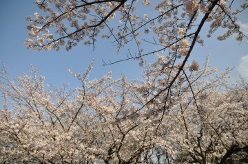DSC_1890.JPG