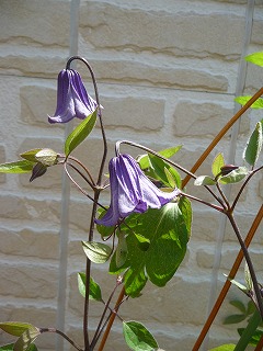 P1020756ss.jpg