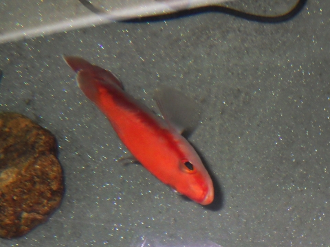トゲハナスズキ（Liopropoma japonicum）11　深海魚飼育