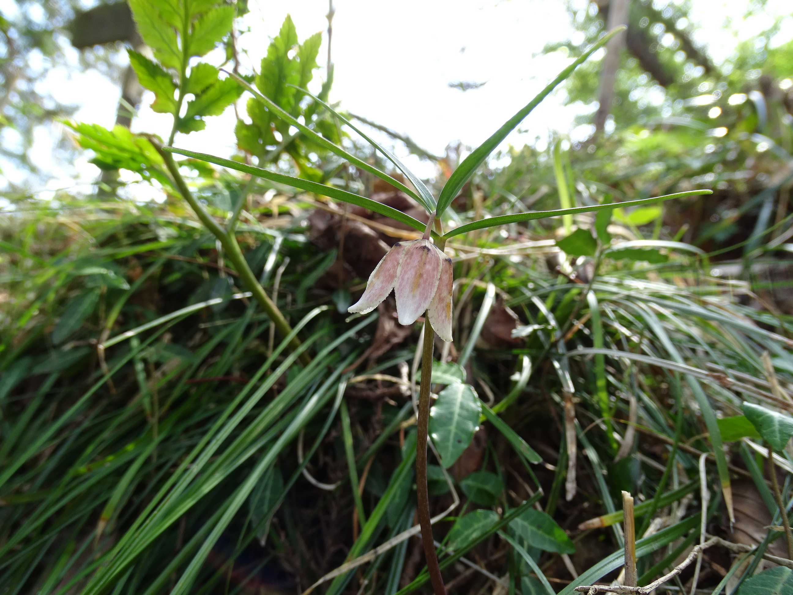 高草山のキスミレが満開～ 2022.3.25 | 隊長さんの山ある記 - 楽天ブログ