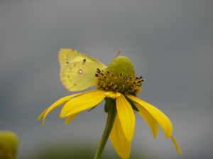 8.14nonohana (1).JPG