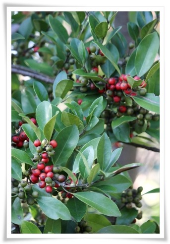 健民海浜公園-5 木の実-2 13.10.13