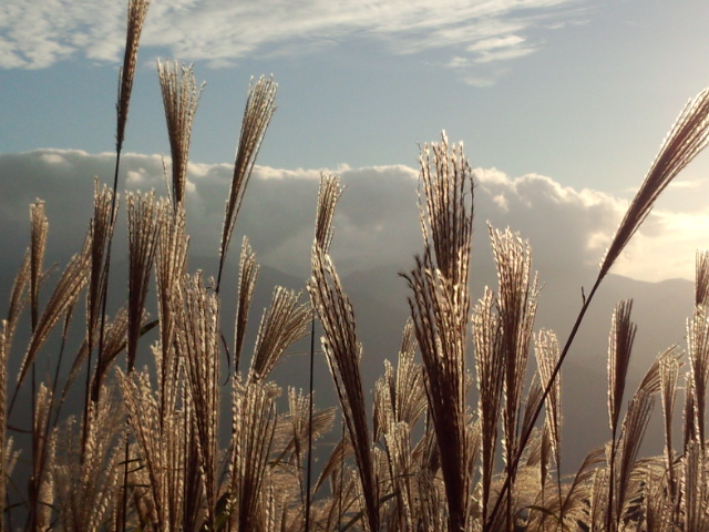 ススキ５.jpg
