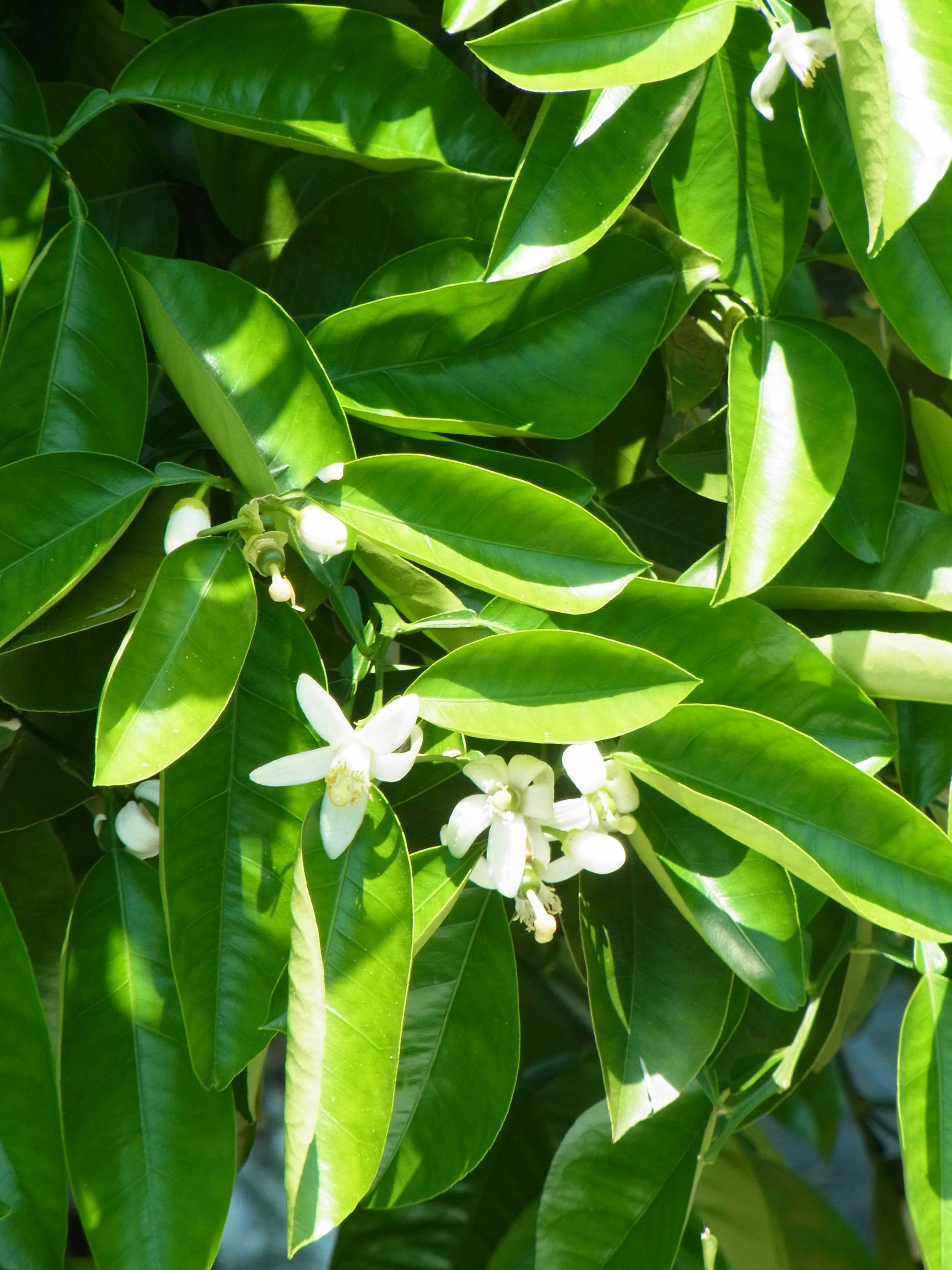 初夏を飾る花のひとつにゆずの花 夢みるきのこ 楽天ブログ