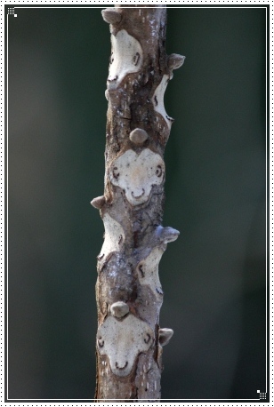 健民海浜公園-7 葉痕 13.1.12