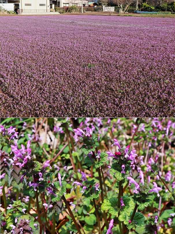 薄紫の畑 ホトケノザ 清多夢くらぶ 楽天ブログ