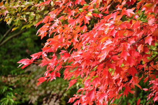 紅葉５