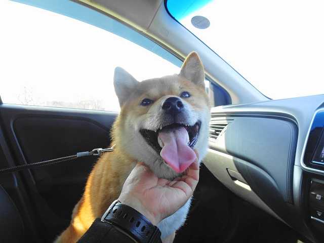 大変だけど可愛いいのはなぜ 柴犬 カイ と茶トラ にゃん のブログへようこそ 楽天ブログ