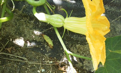 140723_万次郎かぼちゃ.jpg