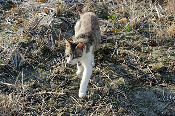 我が家のニャンコ♪2014/06/4-1