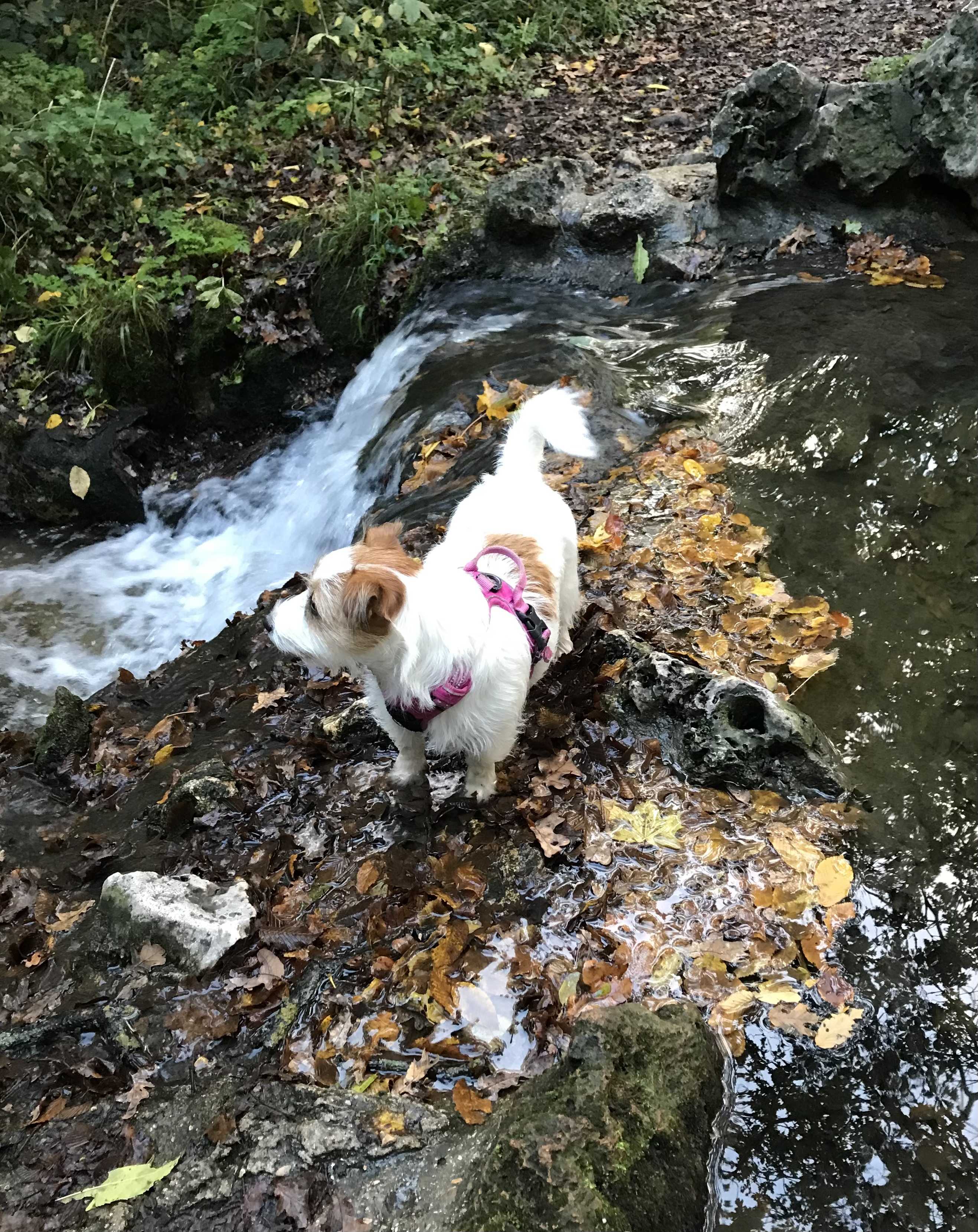自由な相棒のブログ