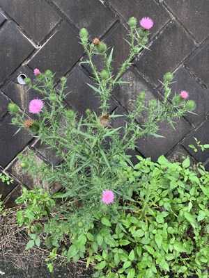 ジェームズ植物記 西洋アザミ 名店創出コンサル 大久保一彦のブログ 楽天ブログ