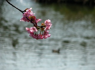 河津桜3