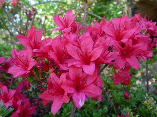 P1150062 (500x375).jpg