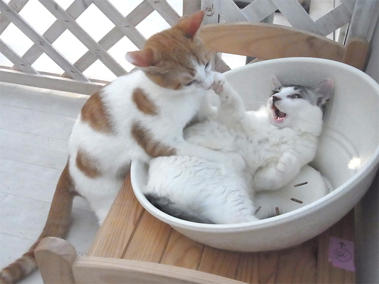 戯れる仔猫たち.jpg