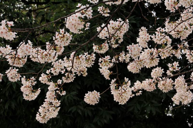 近隣公園の桜_6.jpg