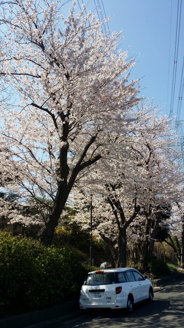 Ａ公園の桜　２