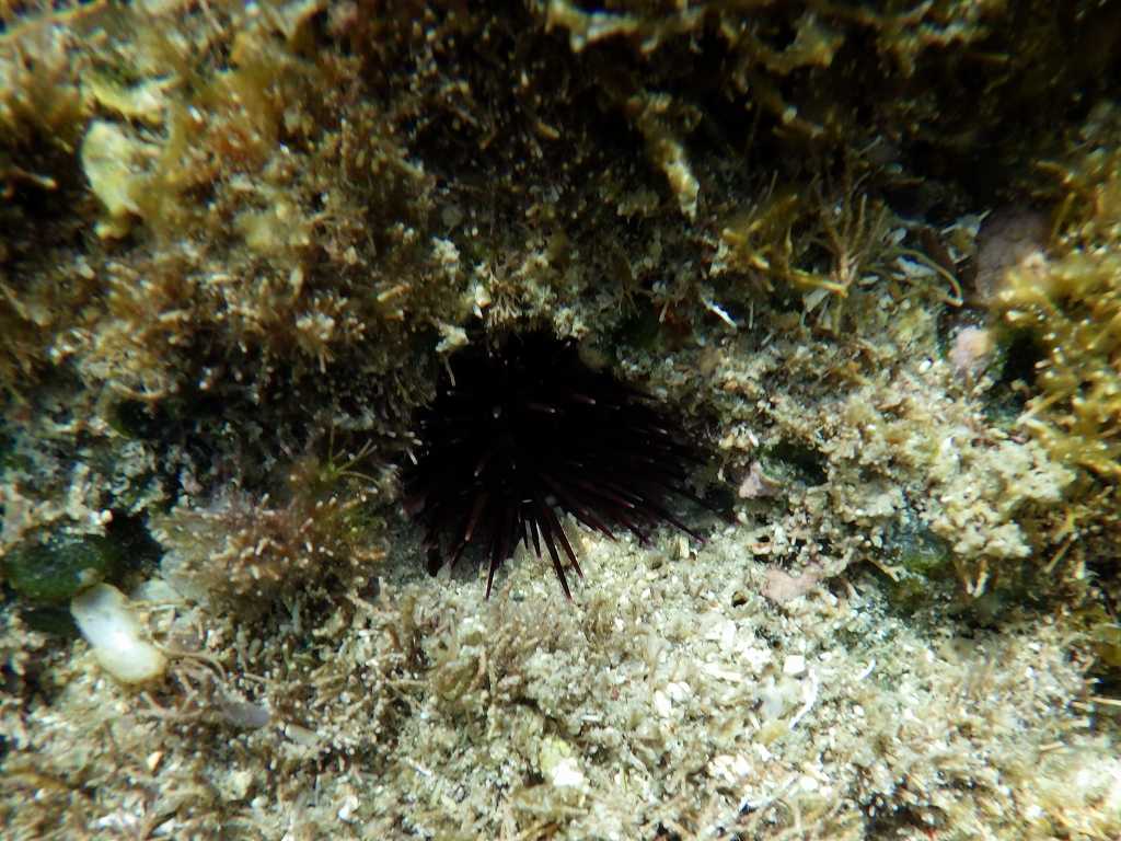 串本磯採集2018年8月上旬18　タワシウニ（Echinostrephus molaris）