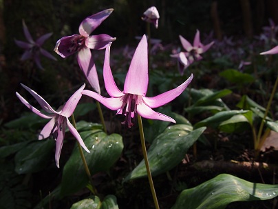 ２０１３年４月　カタクリの花-2.jpg