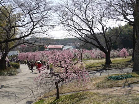 梅園０２上から